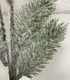 + Ветка хвойная бол 55