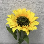 +Цветы подсолнух