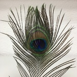 +Перо павлина