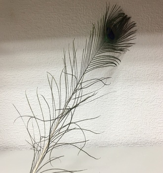 +Перо павлина