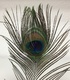 +Перо павлина
