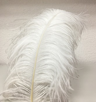 +Перо страуса большое