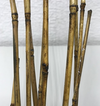 +Бамбук тонкий (10шт)