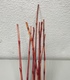 +Бамбук тонкий (10шт)