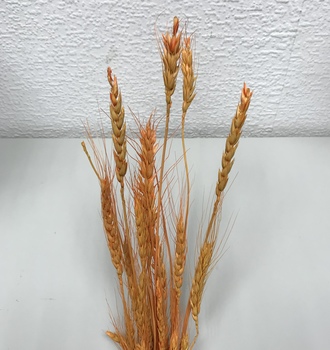 +Пшеница
