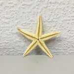 +Морская звезда №1