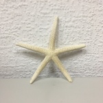 +Морская звезда №2