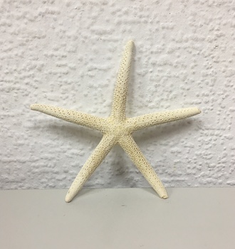 +Морская звезда №2