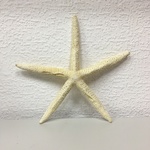 +Морская звезда №3