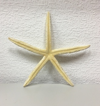 +Морская звезда №3