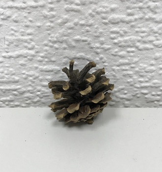 Шишка в ассортимене