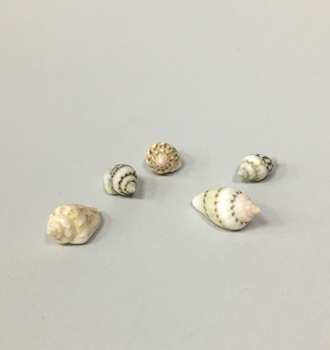 +Ракушки 10  100гр