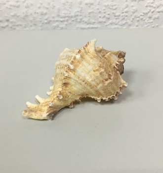 +Ракушки 19(1шт)