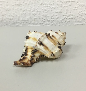 +Ракушки 2-2 (1шт)