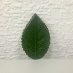 СЛ Декор для творчества "Листочек"