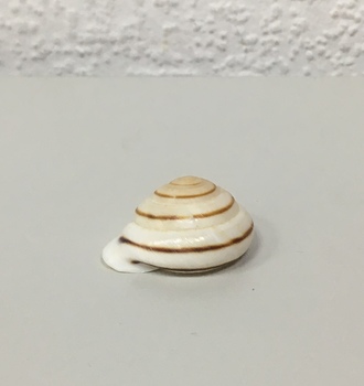 +Ракушки 31 (1шт)