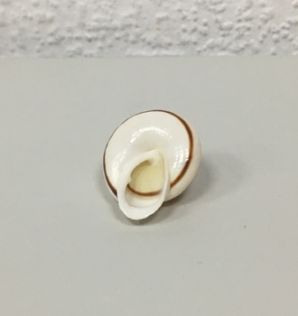 +Ракушки 31 (1шт)