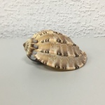 +Ракушки 32 (1шт)