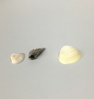 +Ракушки в асс.  100гр