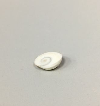 +Ракушки Плоская  100гр