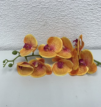 + Орхидея
